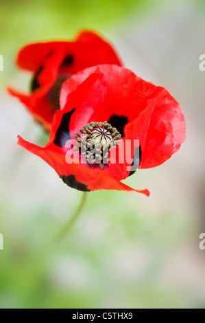 Coquelicot - Papaver commutatum Ladybird coquelicots Banque D'Images