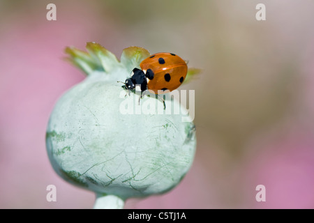 Un 7-Spot Ladybird - Coccinella 7-punctata sur un coquelicot seedhead Banque D'Images