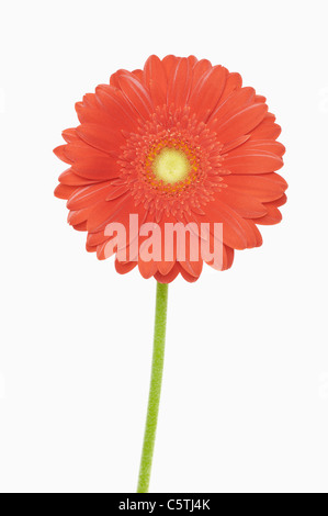 Gerbera blossom, close-up Banque D'Images