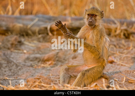 L'Afrique, Sambia, un babouin jaune (Papio cynocephalus), portrait Banque D'Images