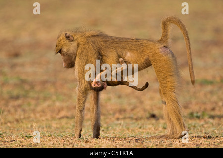 L'Afrique, Sambia, babouin jaune (Papio cynocephalus) carrying baby Banque D'Images