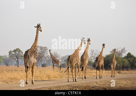 Girafe (Giraffa camelopardalis) troupeau Banque D'Images