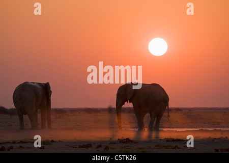 L'Afrique, les éléphants d'Sambia, (Loxodonta africana) Banque D'Images