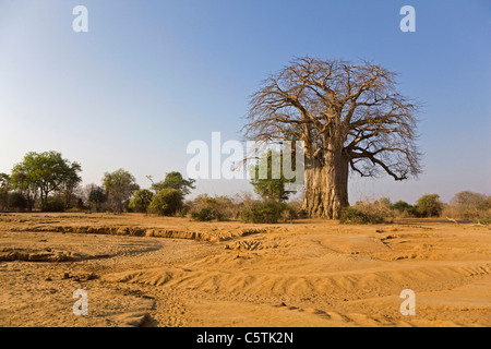 L'Afrique, Sambia, Baobab sur savannah Banque D'Images