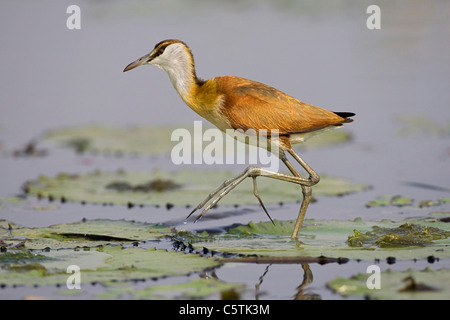 Du sud, du Botswana, d'Afrique jacana (Actophilornis africana) parmi les nénuphars Banque D'Images