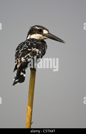 L'Afrique, Botswana, un pied Kingfisher Ceryle rudis) (( Banque D'Images