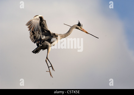 Héron cendré Ardea cinerea un adulte arrive sur terre avec un peu de matériel de nidification. Mars. Dorset, UK Banque D'Images