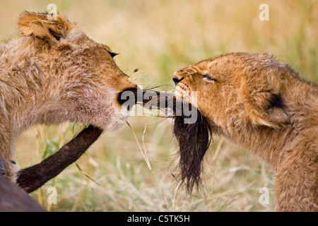 L'Afrique, Botswana, deux oursons lion (Panthera leo) jouant Banque D'Images