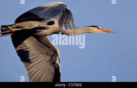 Héron cendré Ardea cinerea Close up d'un adulte en vol au-dessus. Mars. Dorset, UK Banque D'Images