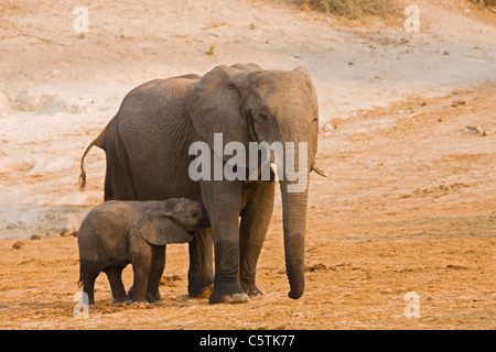 L'Afrique, Botswana, African Elephant (Loxodonta africana) calf suckling Banque D'Images