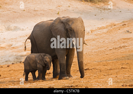 L'Afrique, Botswana, African Elephant (Loxodonta africana) mère et son petit Banque D'Images