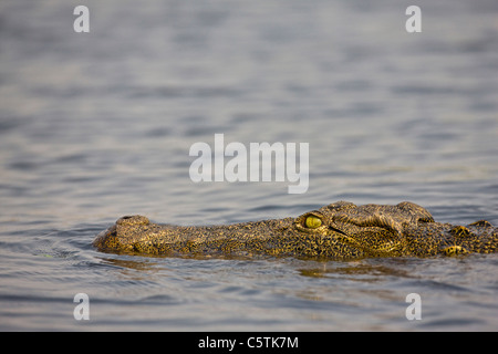 L'Afrique, Botswana, le crocodile du Nil (Crocodylus niloticus) dans l'eau, close-up Banque D'Images