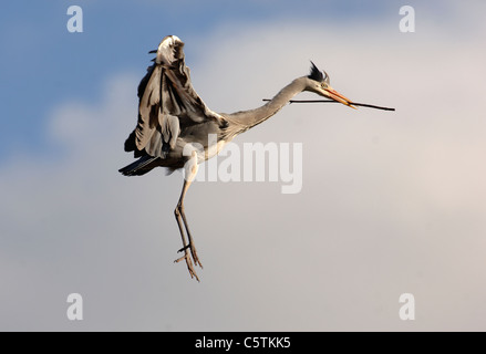 Héron cendré Ardea cinerea un adulte retournant à son nid avec un peu de matériel de nidification. Dorset, UK Banque D'Images