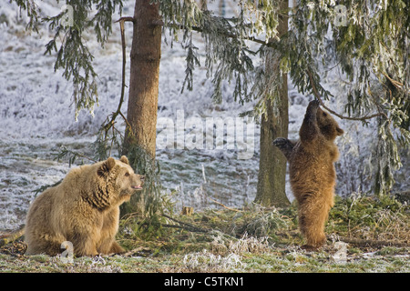 Les ours bruns d'Europe (Ursus arctos) Banque D'Images