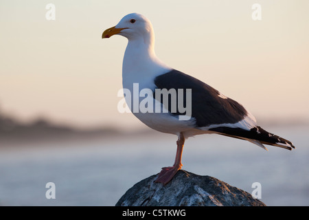 États-unis, Californie, California Gull (Larus californicus) Vue latérale, close-up Banque D'Images