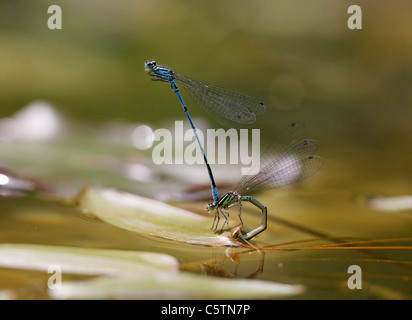 Allemagne, Bavière, Azure dans demoiselle l'oviposition, Close up Banque D'Images