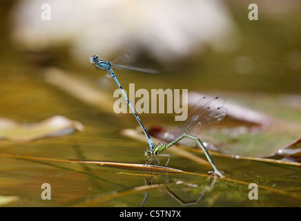 Allemagne, Bavière, Azure dans demoiselle l'oviposition, Close up Banque D'Images