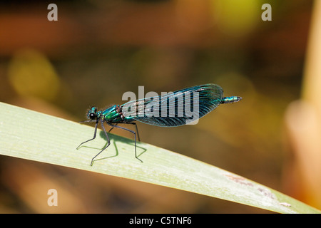 Germany, Bavaria, View of banded demoiselle on leaf Banque D'Images