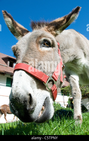 Portrait de l'âne (Equus asinus asinus), close up Banque D'Images