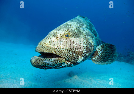 L'Egypte, Mer Rouge, le mérou (Epinephelus), close-up Banque D'Images