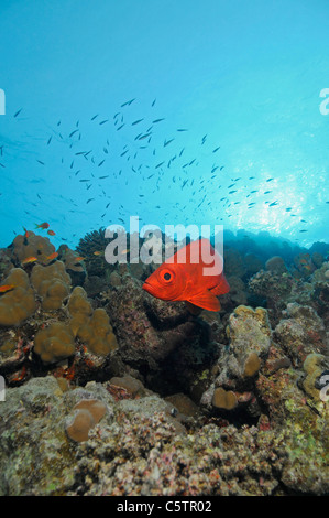 L'Egypte, la mer Rouge, le thon obèse (Priacanthus hamrur commun) Banque D'Images