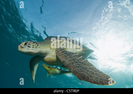 L'Egypte, Mer Rouge, tortue verte (Chelonia mydas) et poisson pilote (Naucrates ductor) Banque D'Images