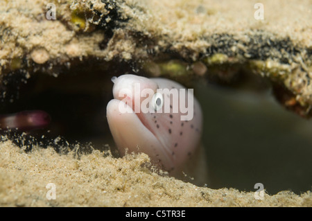 L'Egypte, Mer Rouge, poivrée moray (Siderea grisea) Banque D'Images