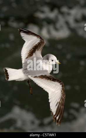 Mouette tridactyle (Rissa tridactyla) un enfant avec son plumage distinctif se bloque sur des courants ascendants côtières. Îles Saltee, Irlande Banque D'Images