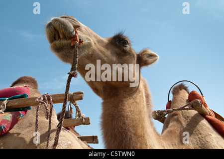 Camel attend les touristes chinois de retour elle a effectué les dunes de sable, Mingsha Dunhuang, Province de Gansu, Chine Banque D'Images