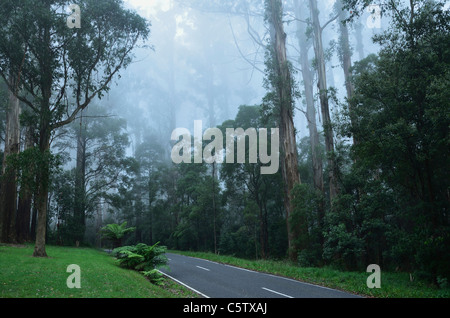 L'Australie, Victoria, Dandenong Ranges, Dandenong Ranges National Park, vue sur rue à travers la forêt de brouillard de cendres de montagne Banque D'Images