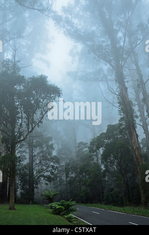 L'Australie, Victoria, Dandenong Ranges, Dandenong Ranges National Park, vue sur rue à travers la forêt de brouillard de cendres de montagne Banque D'Images