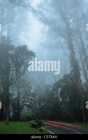 L'Australie, Victoria, Dandenong Ranges, Dandenong Ranges National Park, vue sur rue à travers la forêt de brouillard de cendres de montagne Banque D'Images