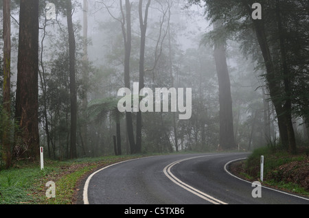 L'Australie, Victoria, Dandenong Ranges, Dandenong Ranges National Park, vue sur rue à travers la forêt de brouillard de cendres de montagne Banque D'Images