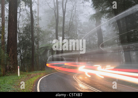 L'Australie, Victoria, Dandenong Ranges, Dandenong Ranges National Park, vue sur rue à travers la forêt de brouillard de cendres de montagne Banque D'Images