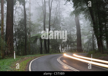 L'Australie, Victoria, Dandenong Ranges, Dandenong Ranges National Park, vue sur rue à travers la forêt de brouillard de cendres de montagne Banque D'Images