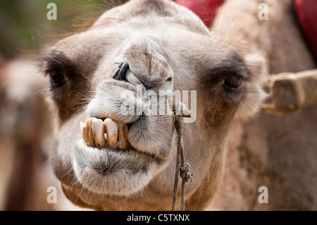 Camel attend les touristes chinois de retour qu'il a effectué les dunes de sable, Mingsha Dunhuang, Province de Gansu, Chine Banque D'Images