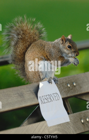 Squirrel manger une noix sur un siège réservé Banque D'Images