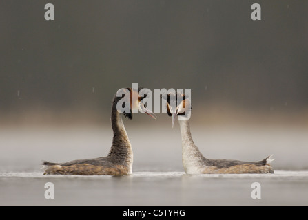 Grèbe huppé Podiceps cristatus dans la pluie une paire d'adultes effectuent leur parade nuptiale élaborée de la danse. Le Derbyshire, Royaume-Uni Banque D'Images