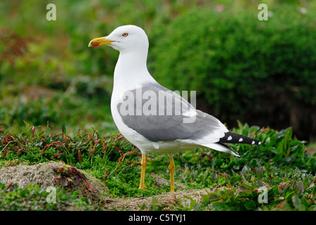 Moindre Goéland marin (Larus fuscus) sur l'île de Skomer Banque D'Images