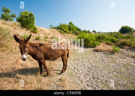 Les agriculteurs un âne attaché dans une rivière à sec de Skala Eresou sur Lesbos, Grèce. Banque D'Images