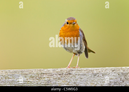 Erithacus rubecula aux abords (Turdidae) Oiseau de jardin Banque D'Images