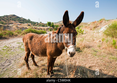 Les agriculteurs un âne attaché dans une rivière à sec de Skala Eresou sur Lesbos, Grèce. Banque D'Images