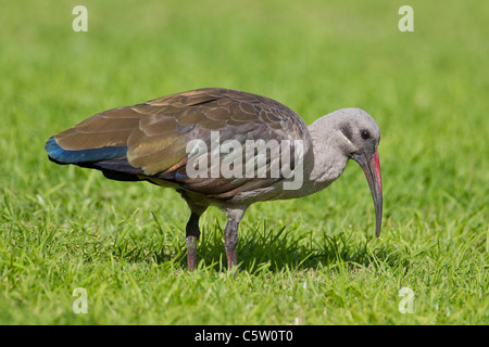 (Bostrychia hagedash Hadeda ibis) au Parc National de Wilderness en Afrique du Sud. Banque D'Images