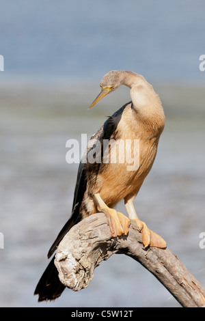 Le dard de l'Afrique de l'anhinga rufa) (à Wilderness National Park en Afrique du Sud. Banque D'Images