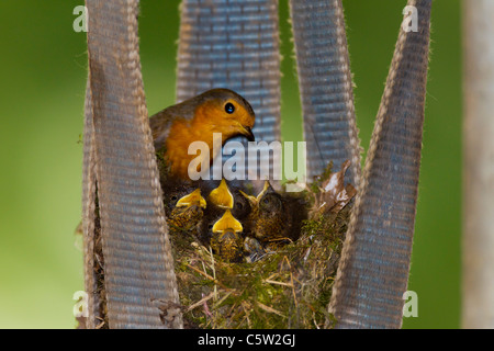 Robin. Erithacus rubecula aux abords Turdidae Poussins d'alimentation Banque D'Images