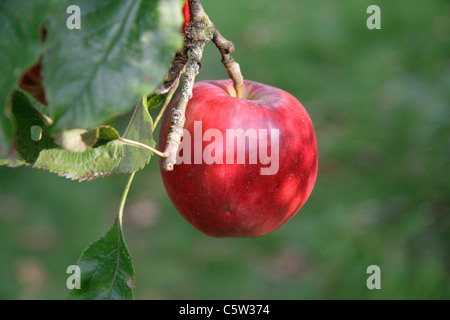 Spartan de l'arbre d'apple (Malus domestica). Banque D'Images