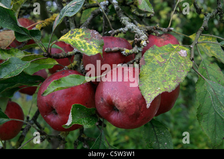 Mûre mature pommes Spartan rouge foncé sur l'arbre (Malus domestica). Banque D'Images