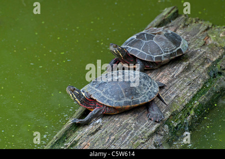 Une paire de tortues peintes au soleil. Banque D'Images