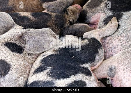 Les porcs de couchage à la Société d'Agriculture de Cartmel 128 Rural annuel Show 2011 dans le Lake District, Cumbria, Angleterre Banque D'Images