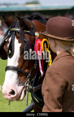 'Attelage' animal, prix, rosette, ruban, concours, symbole, gagnant, show, tête, faisceau, succès, de race, d'un insigne, win, gagnant à la 128e assemblée annuelle de la Société agricole de Cartmel, 2011 Rural dans le Lake District, Cumbria, Angleterre Banque D'Images